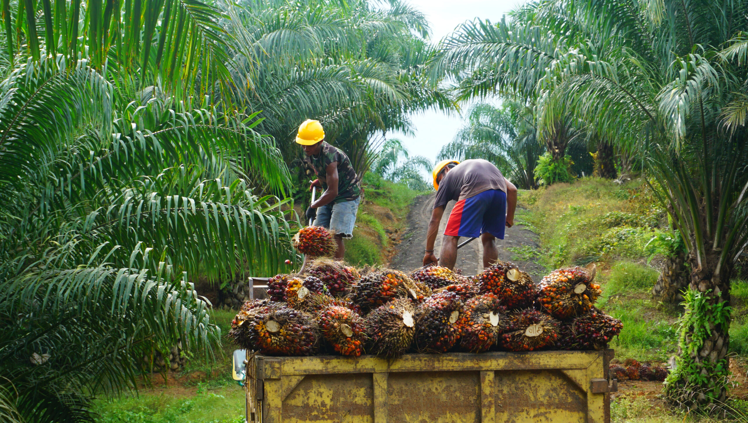How child labour fuels Indonesia’s palm oil industry