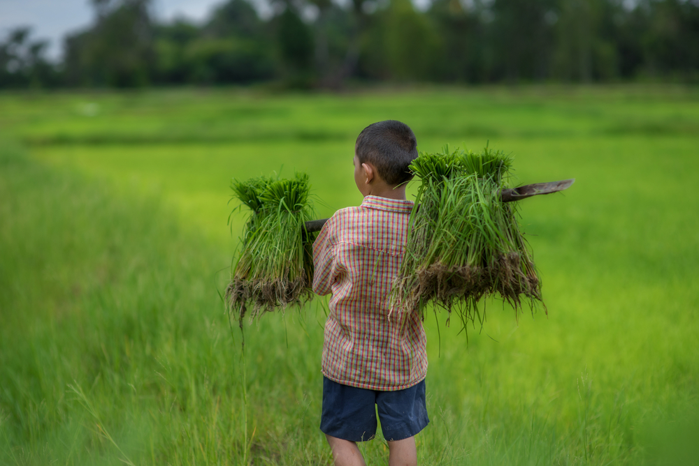 Child labour in agriculture: a hazardous but common practice worldwide